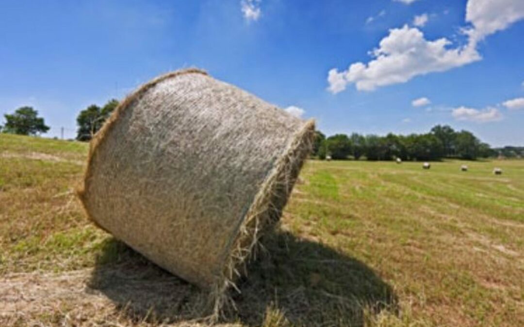 6 miliardi e 100 milioni di euro (+1,1%): tanto vale l’agricoltura veneta nel 2020, nonostante la pandemia Covid