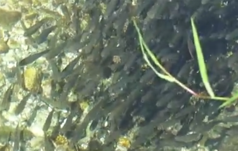 Quasi 100 mila trote fario saranno seminate nella Marca Trevigiana con il coordinamento di Veneto Agricoltura