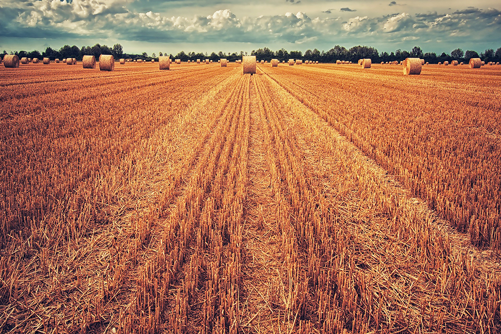 Sale a 1.561 milioni di euro la dotazione finanziaria complessiva del Programma di Sviluppo Rurale del Veneto