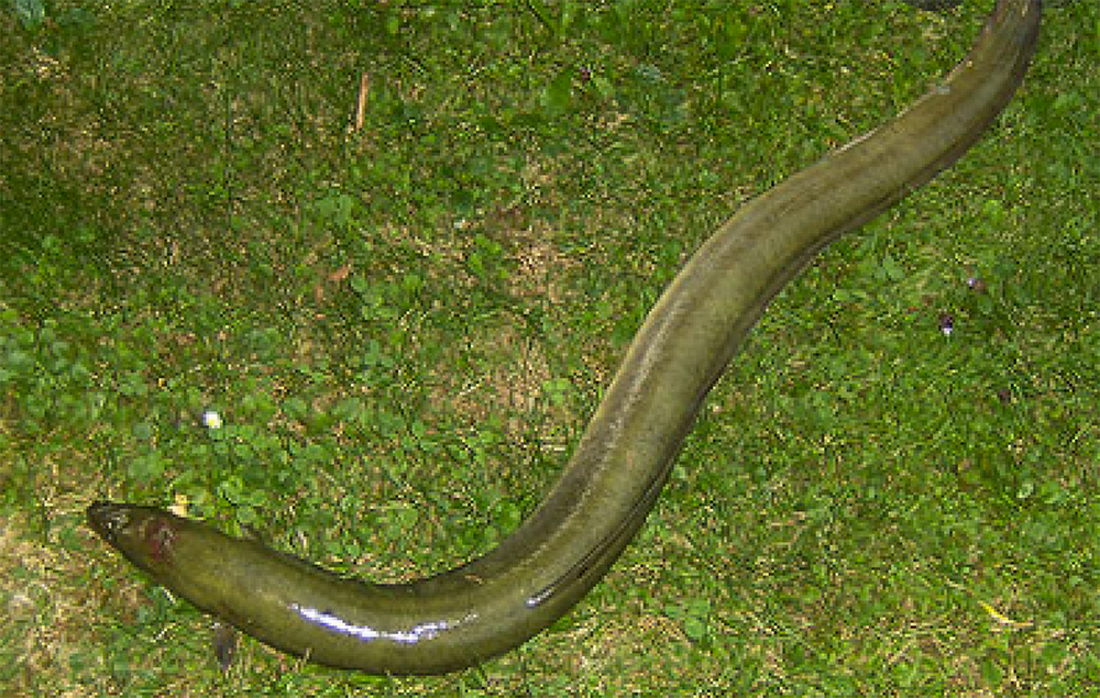 Veneto Agricoltura ripopolerà domani i corsi d’acqua rodigini con 11.000 esemplari di ragani di anguilla europea