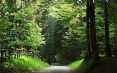 Questa mattina D-Day sulle foreste con la presentazione di un nuovo report dell’agenzia Veneto Agricoltura