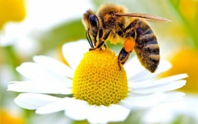 Veneto Agricoltura Channel dedica la nuova puntata sulle DOP  alle sei tipologie del Miele delle Dolomiti Bellunesi