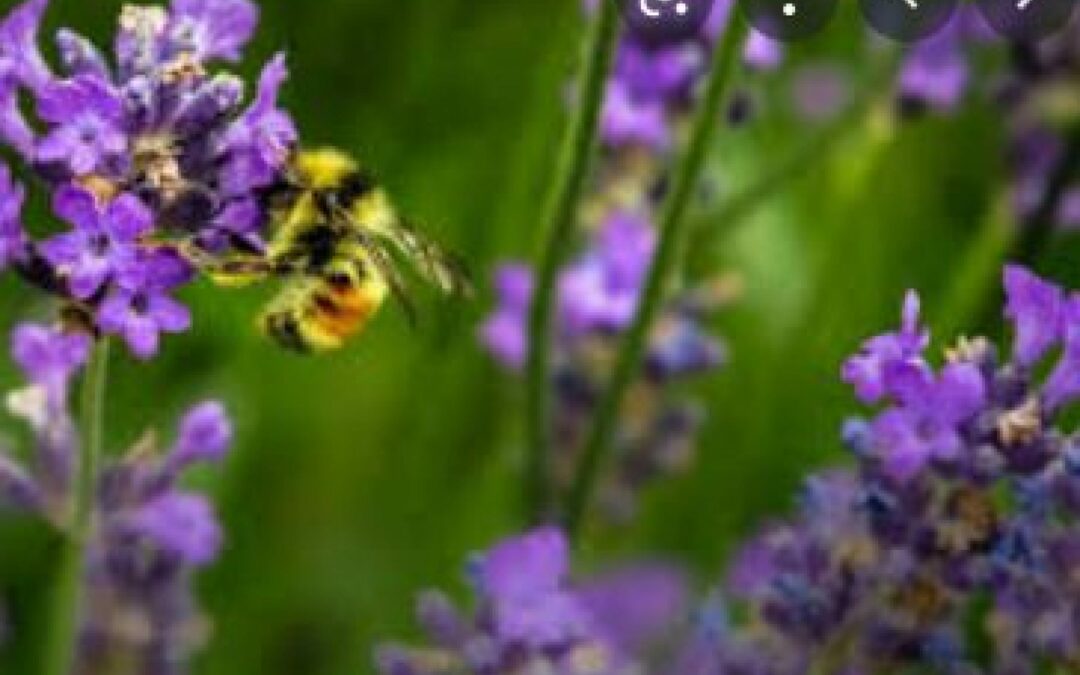 L’impegno di Veneto Agricoltura per salvaguardare le varietà vegetali e le specie animali a rischio di estinzione