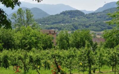 Vendemmia posticipata e di alta qualità: il focus di Veneto Agricoltura sulle previsioni sarà il prossimo 31 agosto