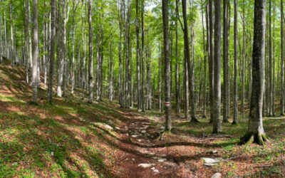 Estate da susperstar per la Foresta del Cansiglio con  Linea Verde di RaiUno e due fine settimana di eventi
