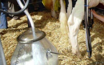 Report di Veneto Agricoltura: nel comparto del latte il Veneto è stabile ma ancora in difficoltà a causa del Covid