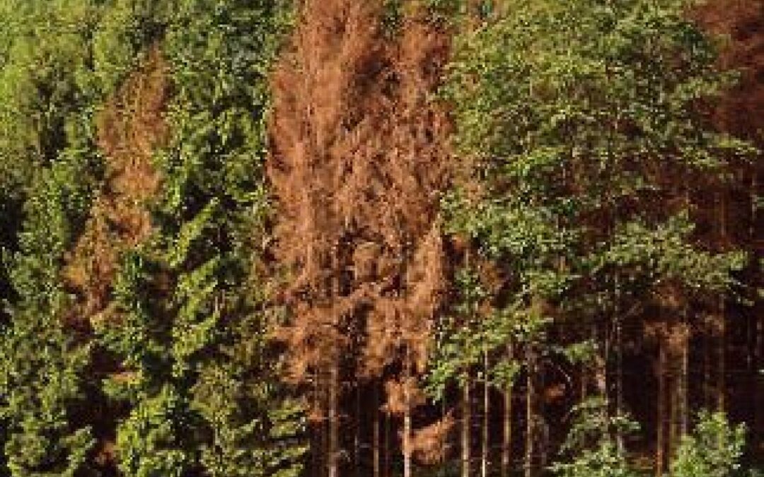 Le iniziative di Veneto Agricoltura per combattere nelle foreste il Bostrico “insetto mangiatore di legno”