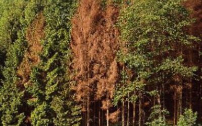 Le iniziative di Veneto Agricoltura per combattere nelle foreste il Bostrico “insetto mangiatore di legno”