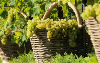 Vendemmia 2021: si “scaldano le forbici” perché la seconda parte di agosto ha accelerato i tempi di raccolta