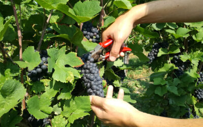 Veneto Agricoltura: iscrizioni fino alle ore 16 di oggi per il focus sulla vendemmia 2021 in programma domani mattina