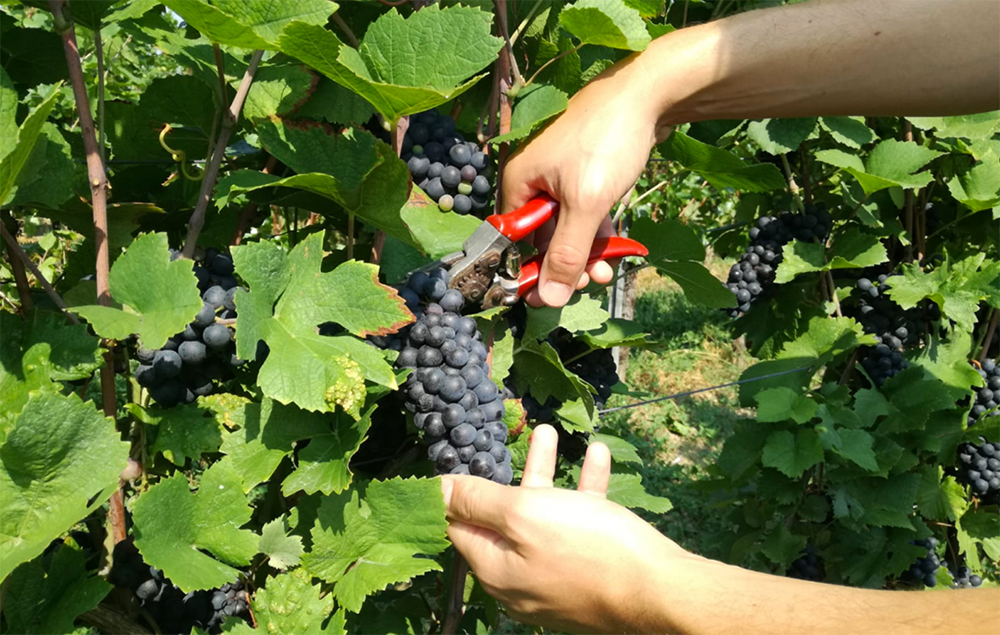 Veneto Agricoltura: iscrizioni fino alle ore 16 di oggi per il focus sulla vendemmia 2021 in programma domani mattina