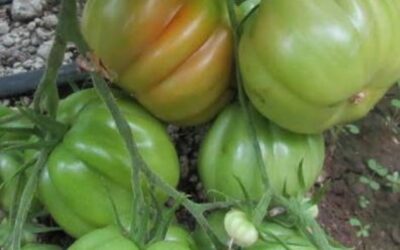 Testate 30 varietà di pomodoro Cuore di Bue al Centro sperimentale ortofloricolo di Veneto Agricoltura a Rosolina