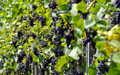 Intervistati i rappresentanti delle cantine e dei consorzi di tutela veneti sullo stato di salute delle viti e dell’uva