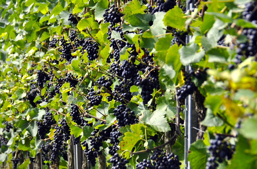 Intervistati i rappresentanti delle cantine e dei consorzi di tutela veneti sullo stato di salute delle viti e dell’uva