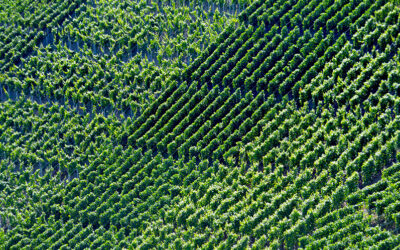 Quest’anno quantità in calo e qualità buona per il Prosecco DOC, ma con vendemmia posticipata dal clima