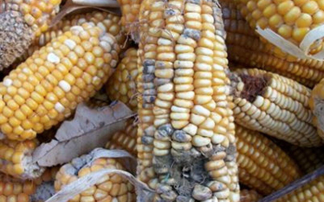 Le micotossine domani al notiziario “Agricoltura 4.0: difendiamo le colture!” che andrà in onda su TelePadova 7 Gold