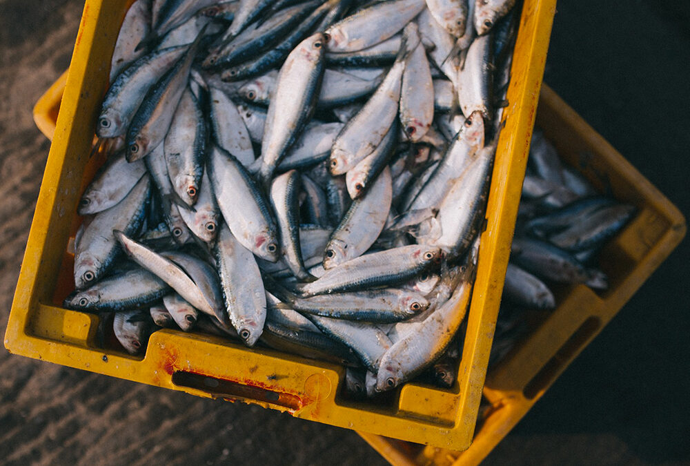 Pesca di sardine e alici nel mare Adriatico: con il progetto “ITACA” una app per renderla più sostenibile e redditizia