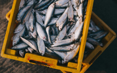 Pesca di sardine e alici nel mare Adriatico: con il progetto “ITACA” una app per renderla più sostenibile e redditizia