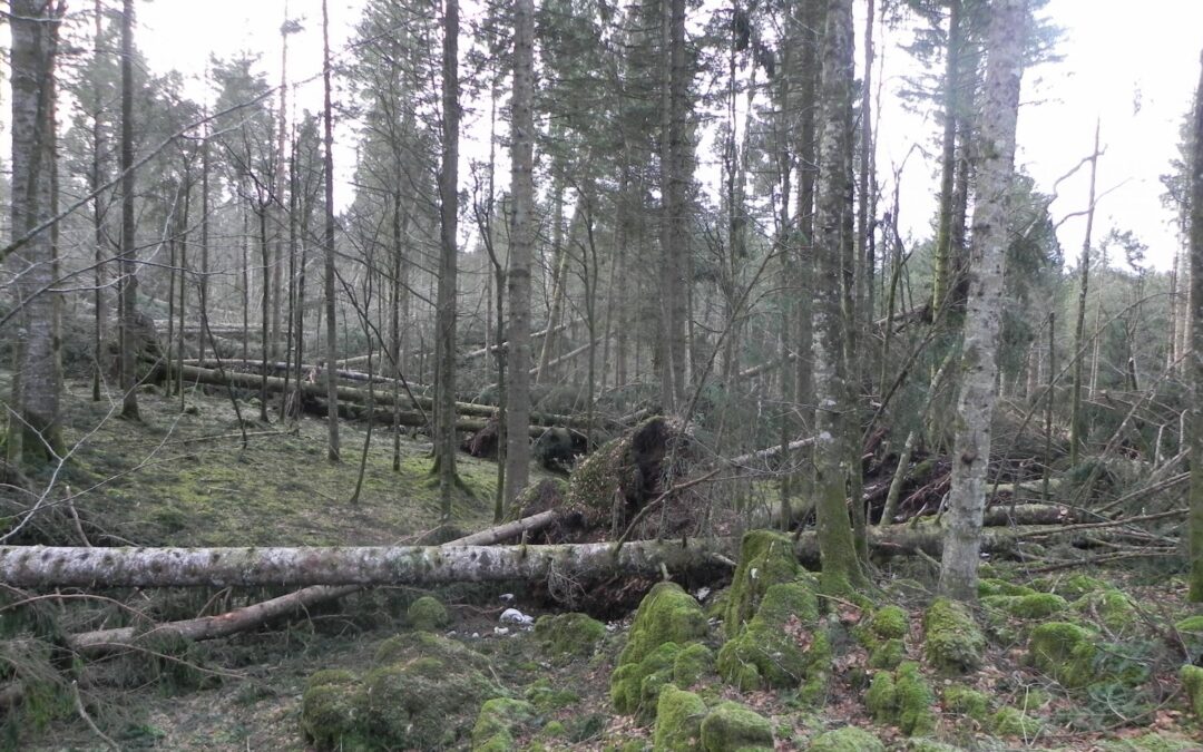 Per la riforestazione dei boschi, al via il progetto europeo “LIFE VAIA” con una ricaduta sul Veneto di 3,5 milioni di euro