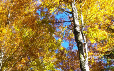 Settembre in Cansiglio: Veneto Agricoltura e LongaroneFiere propongono la “Fiera e il Festival delle Foreste” e molto altro