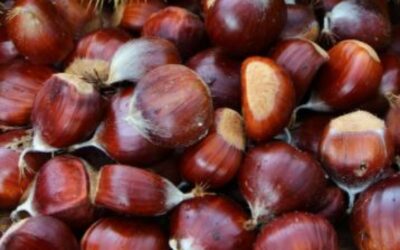 L’ultima puntata del “Viaggio tra le DOP e le IGP” di Veneto Agricoltura Channel è  dedicata ai marroni di San Zeno