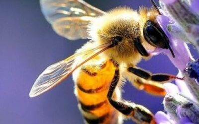 Salviamo gli insetti impollinatori: sarà presentato domani a Mestre-Venezia il progetto europeo “PollinAction”