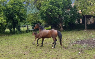 Pochi ma di razza sono i cavalli veneti a rischio di estinzione: avviata una ricognizione che punta a salvaguardarli