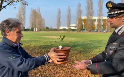 Una talea dell’Albero di Giovanni Falcone è arrivata al Campus di Agripolis di Veneto Agricoltura a Legnaro