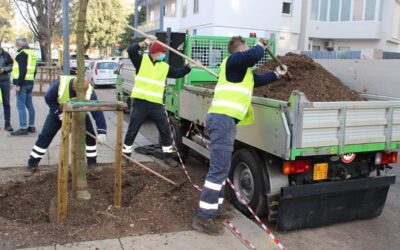 Piantati da AMIA dieci alberi in sostituzione di quelli instabili e pericolosi rimossi di recente in via Todeschini a Verona