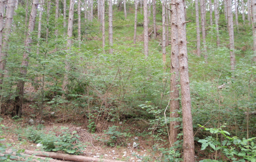 Nuovo consorzio forestale con 9 mila ettari di territorio: sarà il primo del Veneto nell’area del Baldo-Valdadige