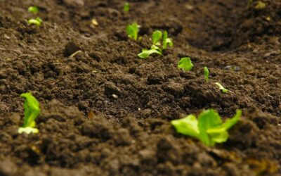 Ambiente Informa: questo mese l’ARPAV Veneto partecipa al circuito  Global Soil Laboratory Network