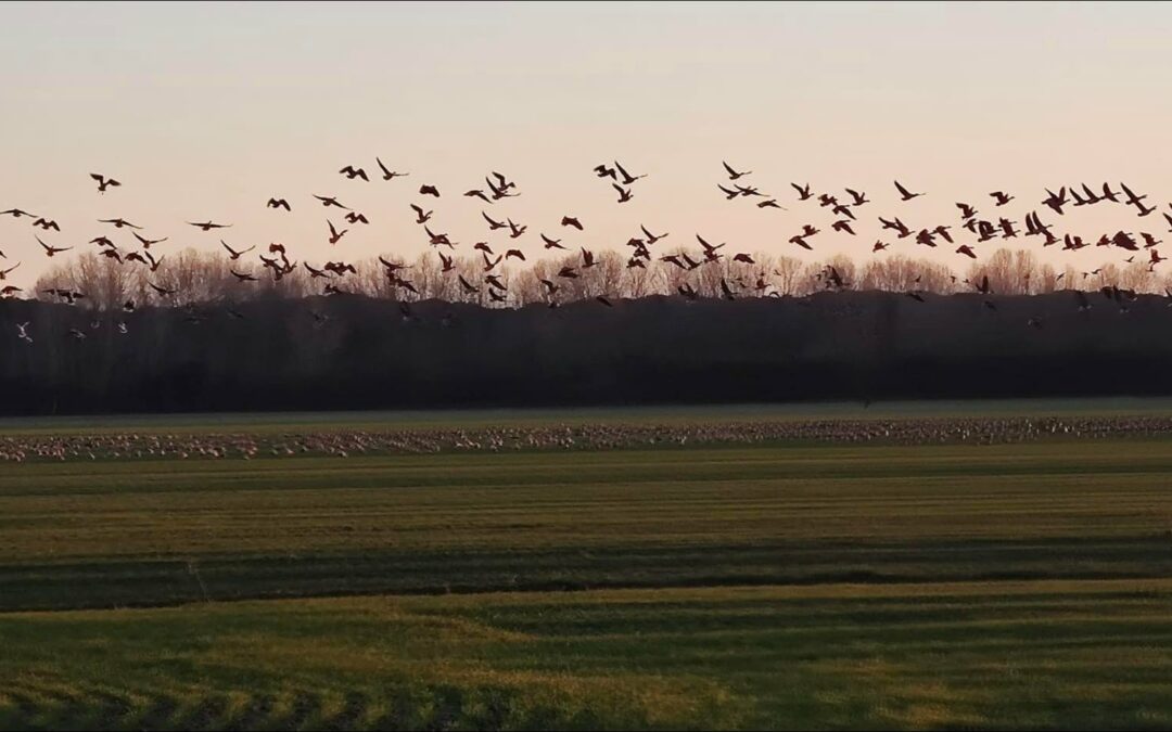 Lo spettacolo delle oche grigie migratrici a ValleVecchia, area agro-naturalistica di Veneto Agricoltura