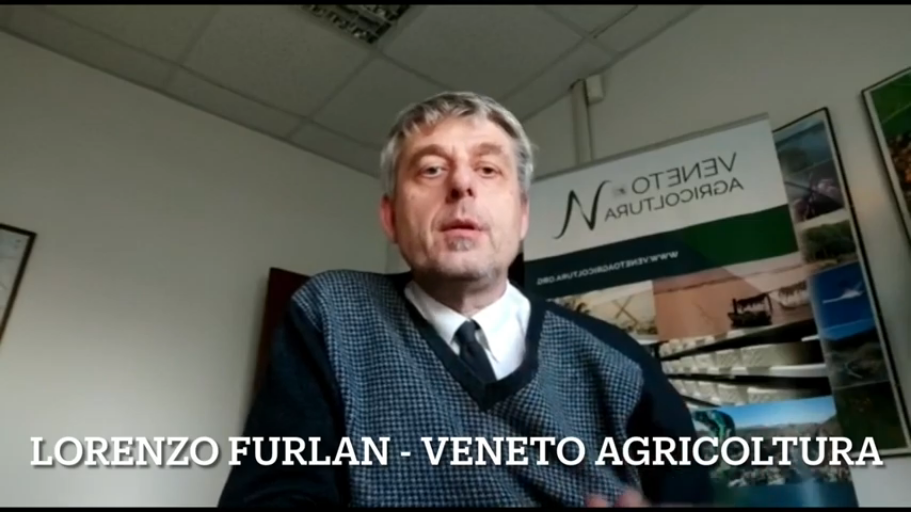 L’agenzia Veneto Agricoltura ha pubblicato on line l’ultimo video di aggiornamento settimanale del “Focus Colture Erbacee”