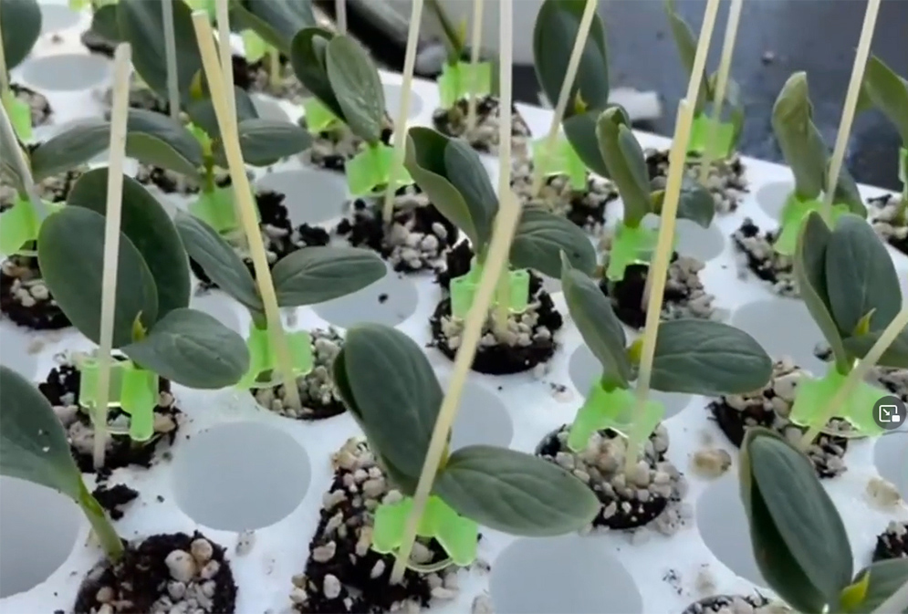 Un video di Veneto Agricoltura per spiegare le prove di innesto orticolo del cetriolo al Centro Sperimentale Po di Tramontana