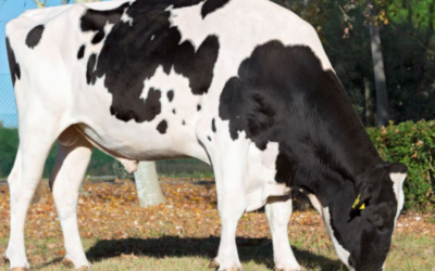 Intermizoo, fiore all’occhiello della genetica bovina della Regione del Veneto, è un esempio mondiale di zootecnia