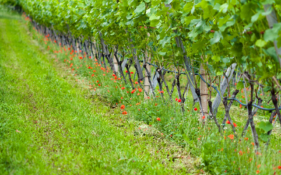 Mercoledì prossimo al Vinitaly un focus sui vitigni resistenti ai funghi promosso dall’agenzia  Veneto Agricoltura