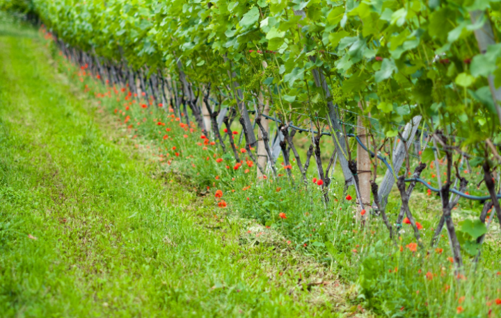 Mercoledì prossimo al Vinitaly un focus sui vitigni resistenti ai funghi promosso dall’agenzia  Veneto Agricoltura